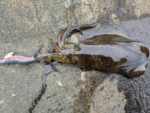 アオリイカの釣果