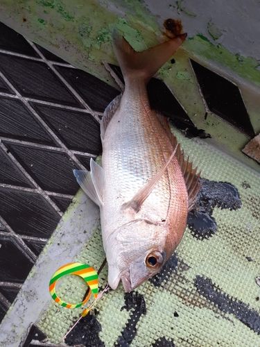 タイの釣果