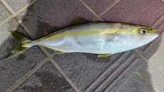 フクラギの釣果