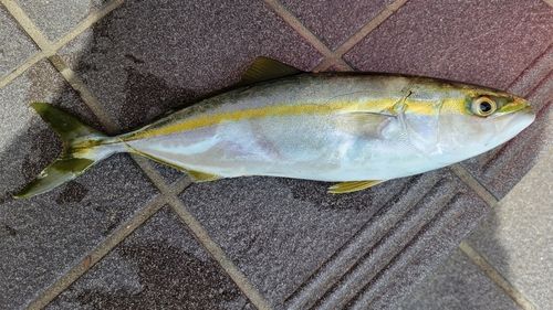 フクラギの釣果