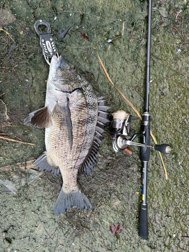 チヌの釣果