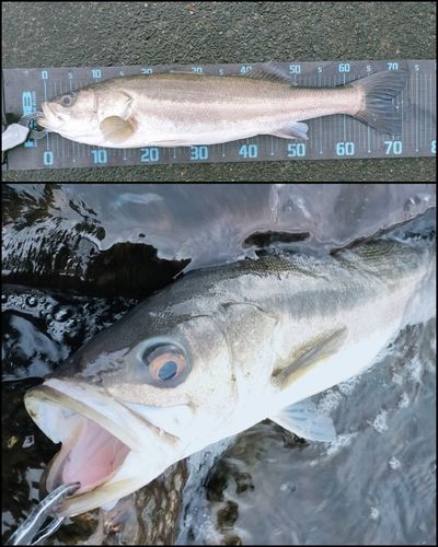 シーバスの釣果