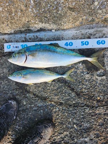 三陸海岸（青森）