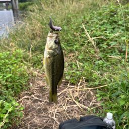 ラージマウスバス