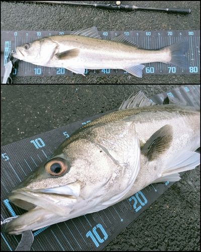 シーバスの釣果