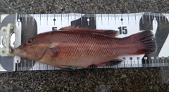コブダイの釣果