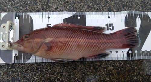 コブダイの釣果