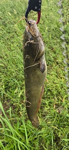 ナマズの釣果