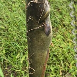 ナマズ