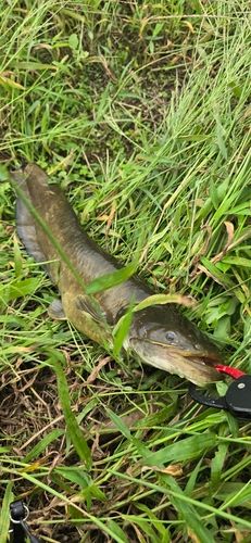 ナマズの釣果