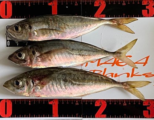 マアジの釣果