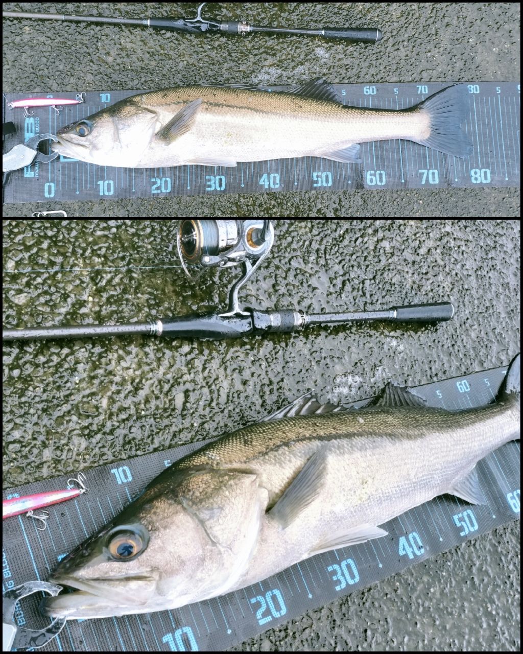 Megabass 空海 CK-92MLSの最安値・インプレ・釣果 | 本音の口コミが