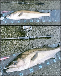 シーバスの釣果