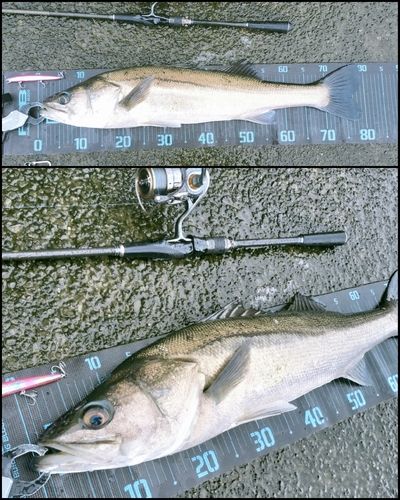 シーバスの釣果