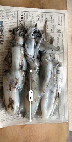 能生港