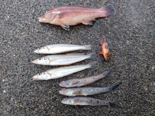 シロギスの釣果