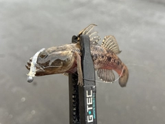 ウロハゼの釣果