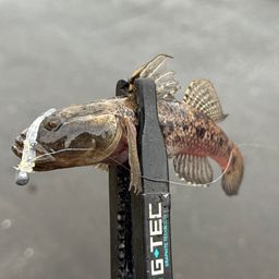 ウロハゼ