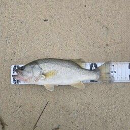 ラージマウスバス