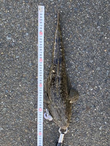 マゴチの釣果