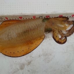 アオリイカ