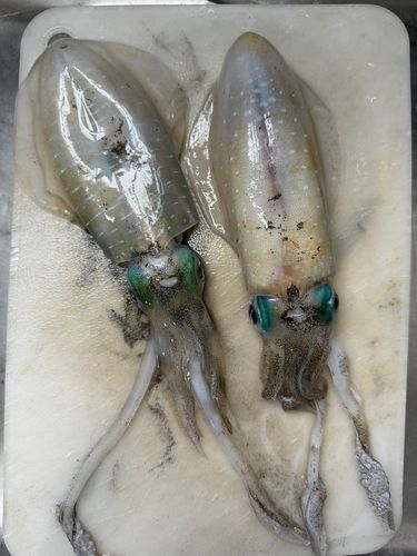 ツバスの釣果