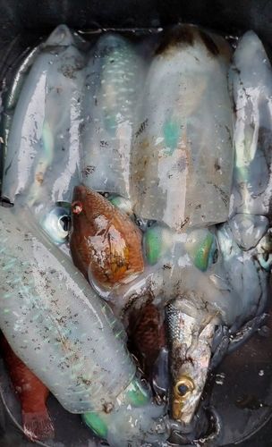 アオリイカの釣果