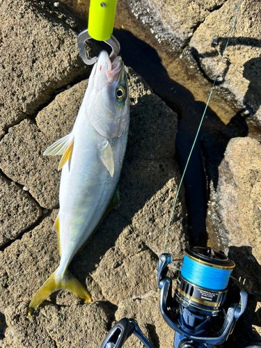 ワカシの釣果