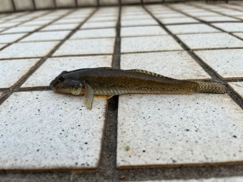 ハゼの釣果