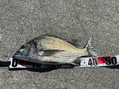 チヌの釣果