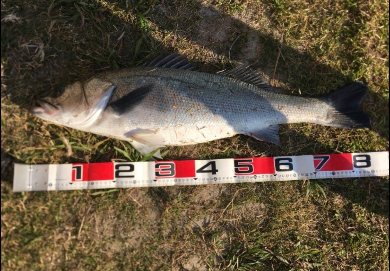 MajorCraft 「三代目」クロステージ シーバス CRX-902MLの最安値