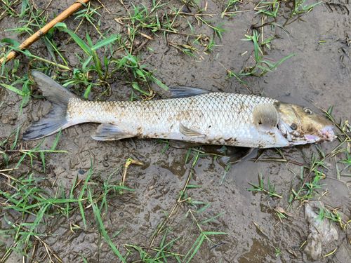 ニゴイの釣果