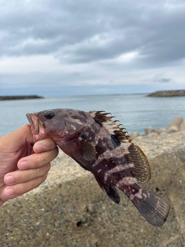 キジハタの釣果