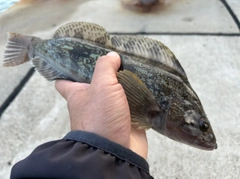 アイナメの釣果