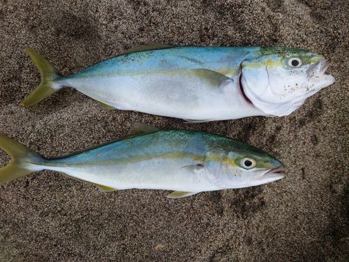 ヒラマサの釣果