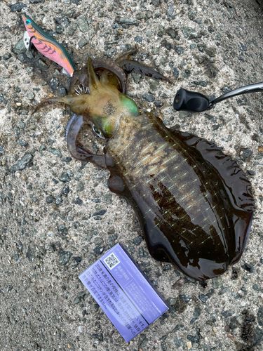 アオリイカの釣果