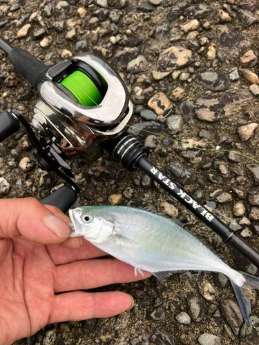 イケカツオの釣果
