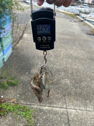タコの釣果