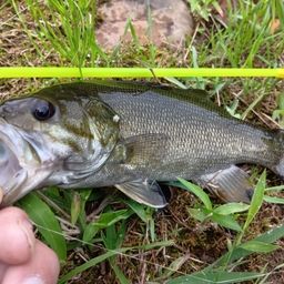 スモールマウスバス