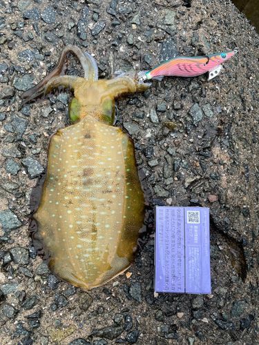 アオリイカの釣果