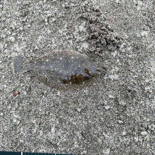 カレイの釣果