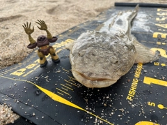 マゴチの釣果