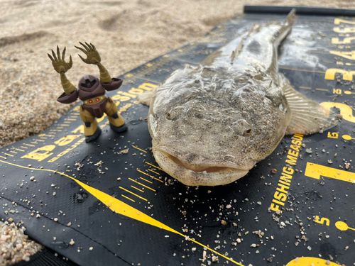 マゴチの釣果