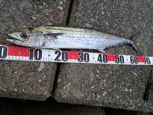 サゴシの釣果