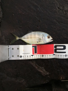 メッキの釣果