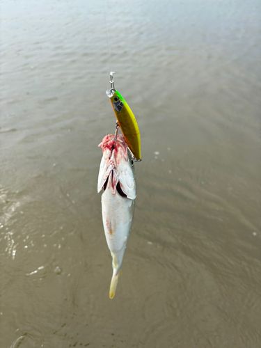 イナダの釣果