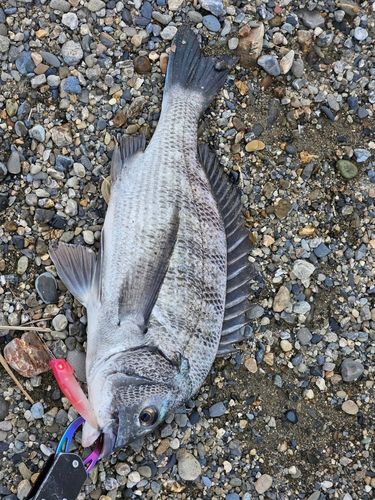 チヌの釣果