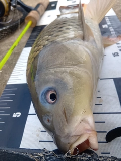 コイの釣果