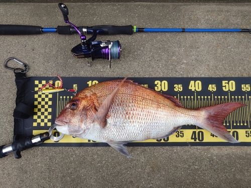 マダイの釣果