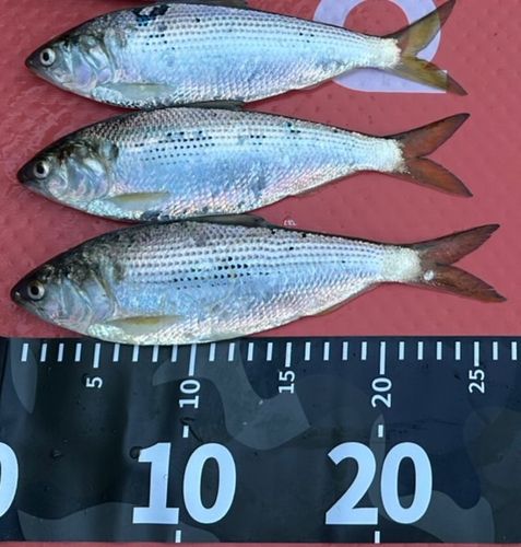 コノシロの釣果